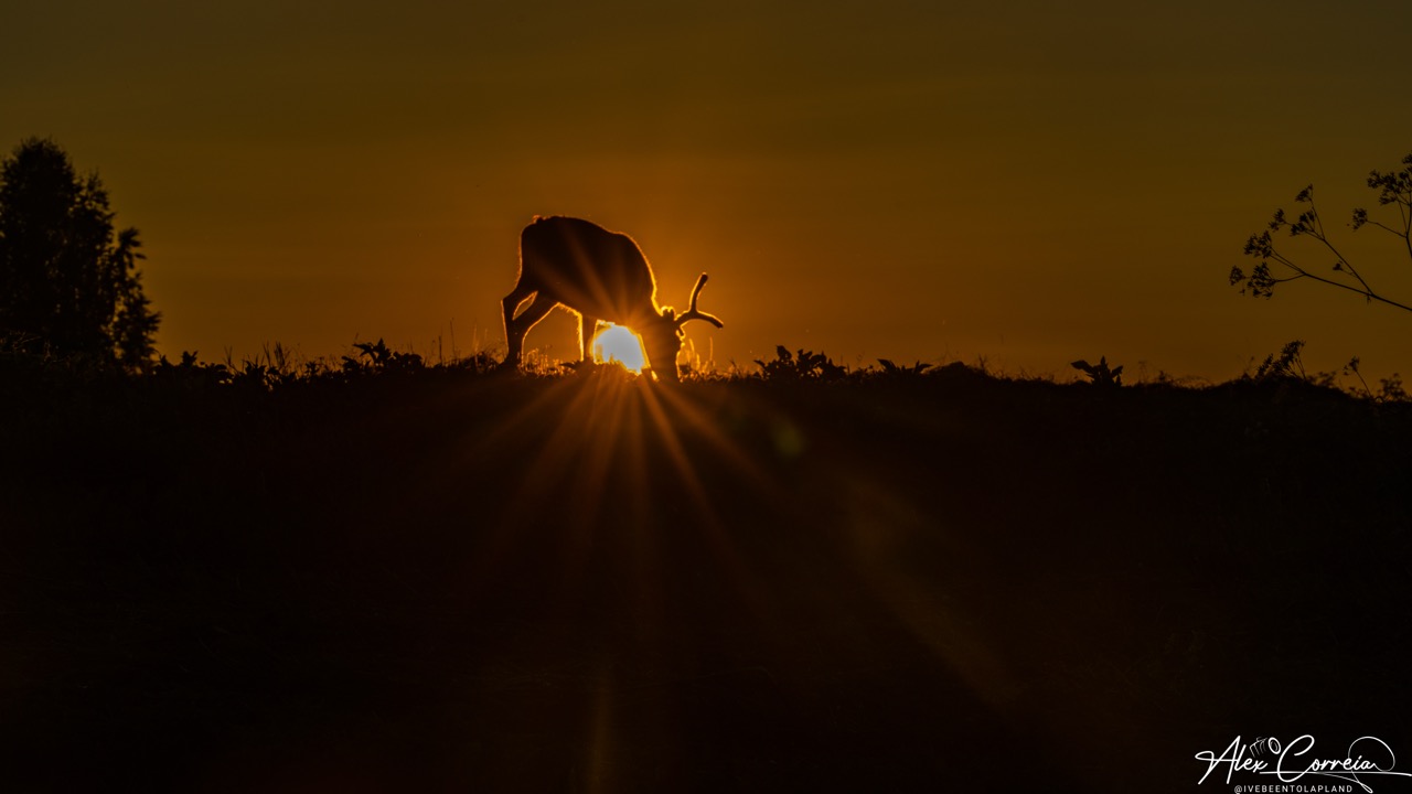 Wild Reindeer during Sunset